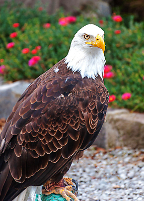 포토 JPG 해외이미지 주간 야생동물 사람없음 야외 독수리 흰머리독수리 해외202004 해외포토 자연요소 동물 조류 파일형식 이미지허브