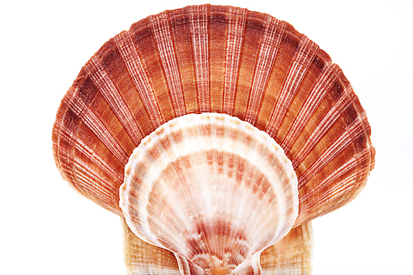 포토 JPG 해외이미지 모양 동물 바다 자연 조개 연체동물 골격 해변 사람없음 빨간색 물 노란색 환경 수중 껍질 중앙 호주 제비꽃 해산물 생태계 인도네시아 기념품 수족관 인도양 몰디브 카리브해 내추럴 생태학 이국적 핵심 해외202004 해외포토 자연요소 교육 꽃 아시아 컬러 어패류 무척추동물 오세아니아 오브젝트 파일형식 이미지허브