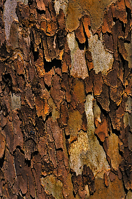 포토 JPG 해외이미지 나무 식물 디자인 백그라운드 낙엽 패턴 농업 자연 날씨 추상 프레임 사람없음 갈색 우주 어둠 거친 주름 균열 숲 낟알 가득함 질감 나무껍질 내추럴 그런지 방법 생태학 수목 엘리먼트 옛날 플라타너스 피칸 노화 효과 해외202004 해외포토 교육 산업 컬러 컨셉 잎 무늬 모션 견과류 껍질 생태계 파일형식 이미지허브