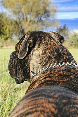 포토 JPG 해외이미지 나무 식물 동물 구름 자연 하늘 사람없음 야외 초록색 반려동물 가축 가을 개 송곳니 기르기 동물상 유래 해외202004 해외포토 자연요소 계절 컬러 포유류 조형물 치아 생태계 돌봄 파일형식 이미지허브