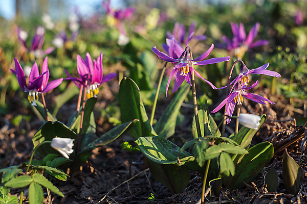 포토 JPG 해외이미지 식물 꽃 사람없음 목재 보라색 봄 숲 러시아 꽃수술 막자 시베리아 해외202004 해외포토 나무 계절 유럽 컬러 재료 파일형식 이미지허브