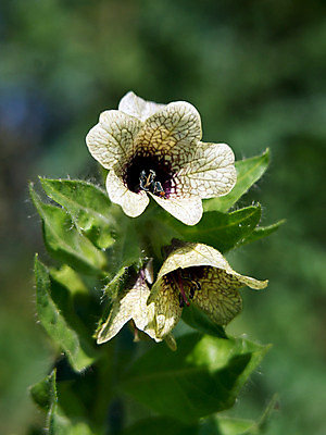 포토 JPG 해외이미지 식물 꽃 백그라운드 씨앗 사람없음 빛 약 검은색 독약 행운 신비 허브 유기농 트럼펫 니제르 치료제 환각 해외202004 해외포토 웰빙 컬러 컨셉 의학 금관악기 증상 파일형식 이미지허브