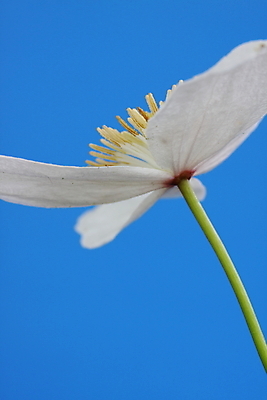 포토 JPG 해외이미지 식물 꽃잎 꽃 자연 사람없음 노란색 정원 흰색 향기 꽃가루 해외202004 해외포토 컬러 가루 생태계 냄새 파일형식 이미지허브