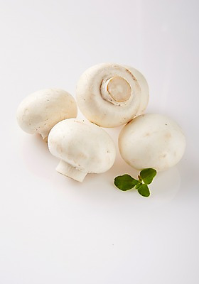 포토 JPG 스튜디오촬영 채소 실내 사람없음 여러개 버섯 신선 양송이 국내포토 다수 내부 파일형식