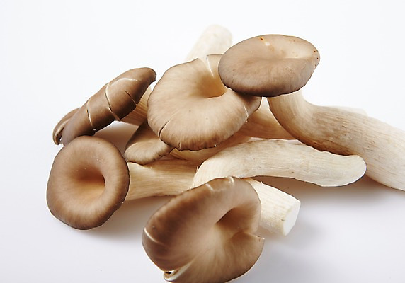 포토 JPG 스튜디오촬영 채소 실내 사람없음 여러개 신선 느타리버섯 국내포토 다수 내부 버섯 파일형식