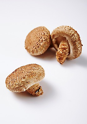 포토 JPG 스튜디오촬영 채소 실내 사람없음 신선 표고버섯 국내포토 내부 버섯 파일형식