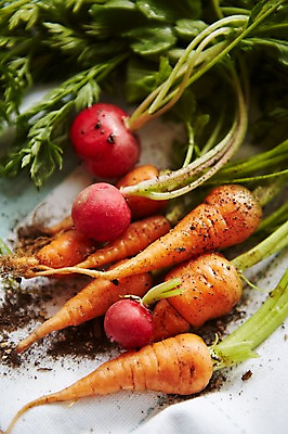 포토 JPG 스튜디오촬영 채소 실내 사람없음 여러개 흙 당근 신선 천 적환무 국내포토 다수 뿌리채소 내부 직물 무 파일형식