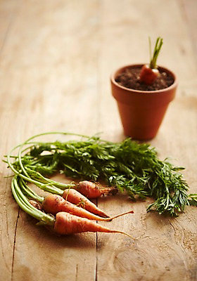 포토 JPG 스튜디오촬영 화분 채소 실내 사람없음 아웃포커스 여러개 당근 신선 국내포토 다수 뿌리채소 촬영기법 내부 파일형식