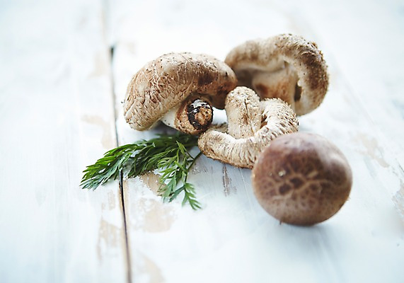 포토 JPG 스튜디오촬영 채소 실내 사람없음 여러개 버섯 신선 표고버섯 국내포토 다수 내부 파일형식