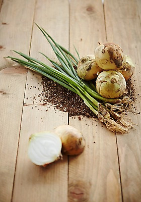 포토 JPG 스튜디오촬영 채소 양파 실내 사람없음 흙 신선 파 쪽파 파뿌리 국내포토 내부 뿌리 파일형식