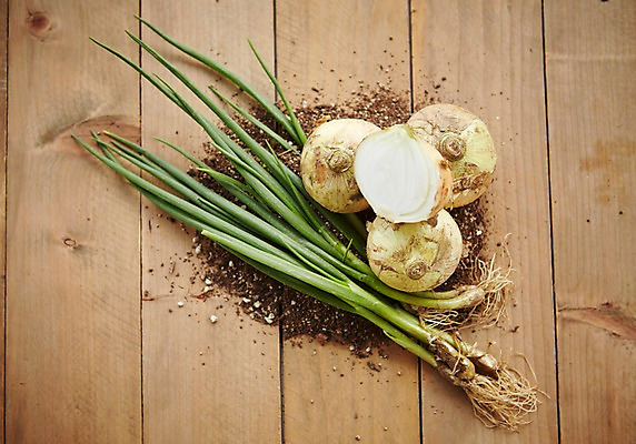 포토 JPG 스튜디오촬영 채소 양파 실내 사람없음 흙 신선 파 쪽파 파뿌리 국내포토 내부 뿌리 파일형식