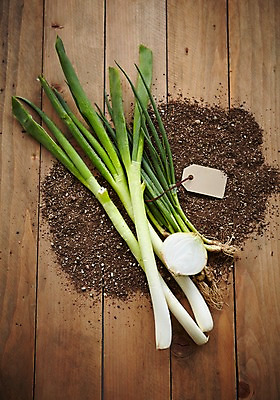 포토 JPG 스튜디오촬영 채소 양파 실내 사람없음 꼬리표 흙 신선 파 대파 쪽파 파뿌리 국내포토 내부 라벨 뿌리 파일형식