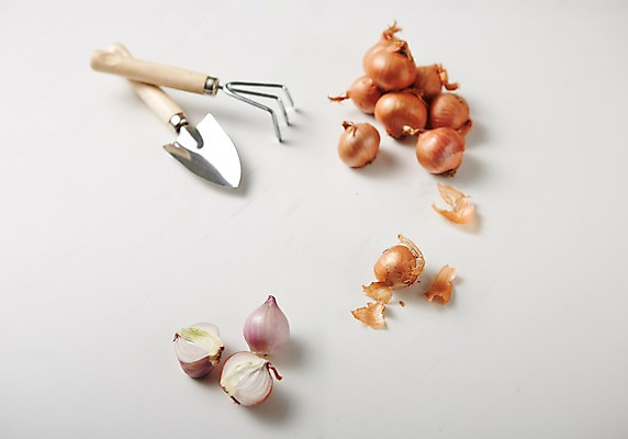 포토 JPG 스튜디오촬영 채소 실내 사람없음 여러개 껍질 신선 모종삽 슬라이스 갈고리 샬롯 국내포토 다수 양파 내부 삽 파일형식
