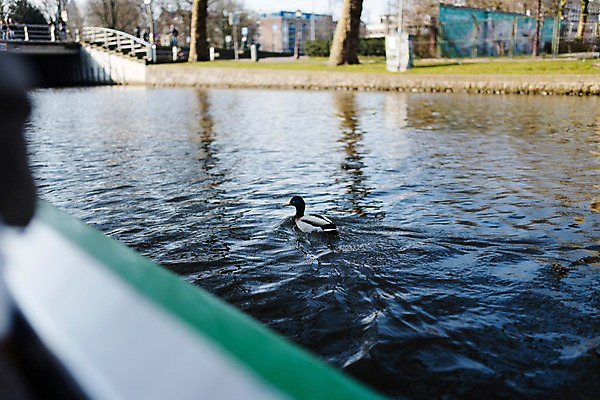 포토 JPG 주간 오리 풍경 사람없음 야외 아웃포커스 네덜란드 암스테르담 국내포토 자연요소 유럽 조류 촬영기법 파일형식