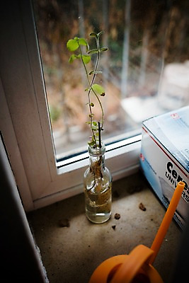 포토 JPG 화분 창문 독일 실내 풍경 사람없음 꽃병 브레멘 국내포토 꽃 유럽 내부 파일형식