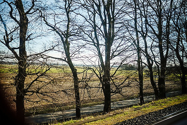 포토 JPG 나무 거리 독일 풍경 사람없음 브레멘 국내포토 식물 유럽 파일형식