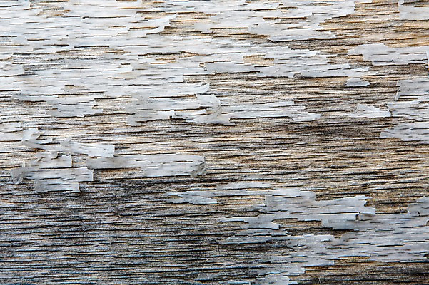 포토 JPG 나무 백그라운드 표면 건조 근접촬영 사람없음 목재 나뭇결 거친 질감 나무껍질 국내포토 식물 뷰포인트 재료 껍질 파일형식