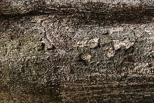 포토 JPG 나무 백그라운드 표면 근접촬영 사람없음 목재 나뭇결 거친 질감 나무껍질 국내포토 식물 뷰포인트 재료 껍질 파일형식