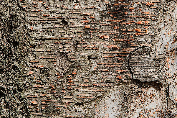 포토 JPG 나무 백그라운드 표면 근접촬영 사람없음 목재 나뭇결 거친 질감 나무껍질 국내포토 식물 뷰포인트 재료 껍질 파일형식