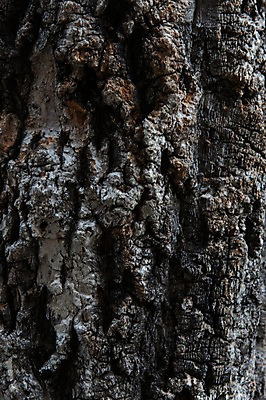 포토 JPG 나무 백그라운드 표면 근접촬영 사람없음 목재 나뭇결 거친 질감 나무껍질 국내포토 식물 뷰포인트 재료 껍질 파일형식