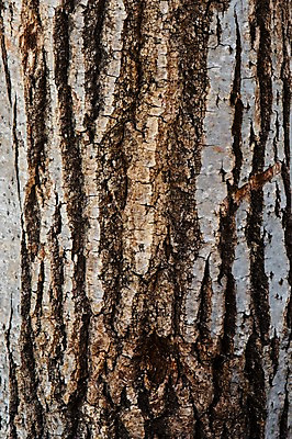 포토 JPG 나무 백그라운드 표면 근접촬영 사람없음 목재 나뭇결 거친 질감 나무껍질 국내포토 식물 뷰포인트 재료 껍질 파일형식