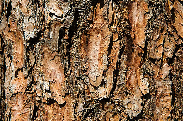 포토 JPG 나무 백그라운드 표면 건조 근접촬영 사람없음 목재 나뭇결 거친 질감 나무껍질 국내포토 식물 뷰포인트 재료 껍질 파일형식