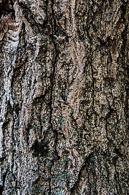 포토 JPG 나무 백그라운드 표면 근접촬영 사람없음 목재 나뭇결 거친 질감 나무껍질 국내포토 식물 뷰포인트 재료 껍질 파일형식