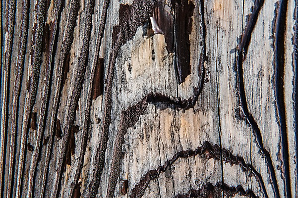 포토 JPG 나무 백그라운드 표면 근접촬영 사람없음 목재 나뭇결 거친 질감 나무껍질 국내포토 식물 뷰포인트 재료 껍질 파일형식