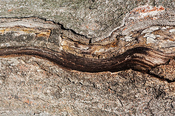 포토 JPG 나무 백그라운드 표면 건조 근접촬영 사람없음 목재 나뭇결 거친 균열 질감 국내포토 식물 뷰포인트 재료 모션 파일형식