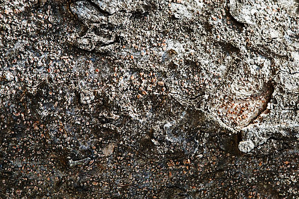 포토 JPG 나무 백그라운드 표면 근접촬영 사람없음 목재 나뭇결 거친 질감 나무껍질 국내포토 식물 뷰포인트 재료 껍질 파일형식