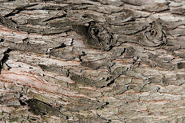 포토 JPG 나무 백그라운드 표면 건조 근접촬영 사람없음 목재 나뭇결 거친 질감 나무껍질 국내포토 식물 뷰포인트 재료 껍질 파일형식