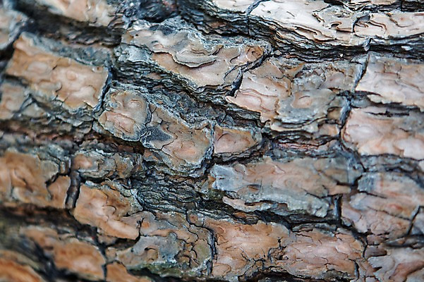 포토 JPG 나무 백그라운드 표면 건조 근접촬영 사람없음 목재 나뭇결 거친 질감 나무껍질 국내포토 식물 뷰포인트 재료 껍질 파일형식