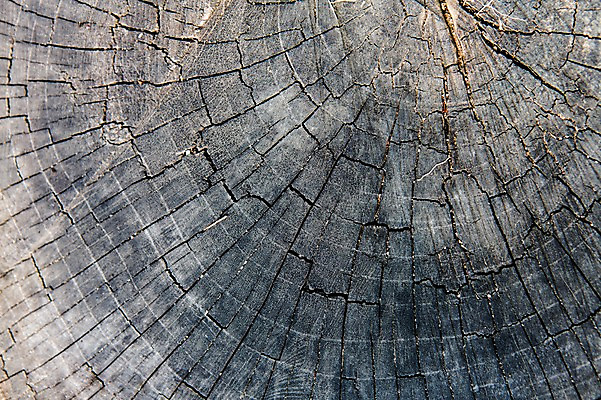 포토 JPG 나무 백그라운드 표면 건조 근접촬영 사람없음 목재 나뭇결 거친 균열 질감 국내포토 식물 뷰포인트 재료 모션 파일형식