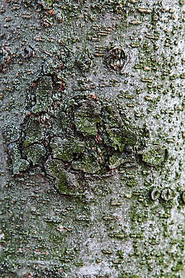 포토 JPG 나무 백그라운드 표면 근접촬영 사람없음 목재 나뭇결 거친 질감 나무껍질 국내포토 식물 뷰포인트 재료 껍질 파일형식