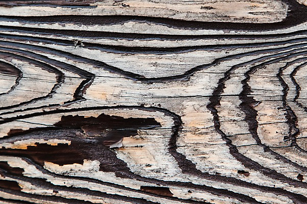 포토 JPG 나무 백그라운드 표면 근접촬영 사람없음 목재 나뭇결 거친 균열 질감 나무껍질 국내포토 식물 뷰포인트 재료 모션 껍질 파일형식