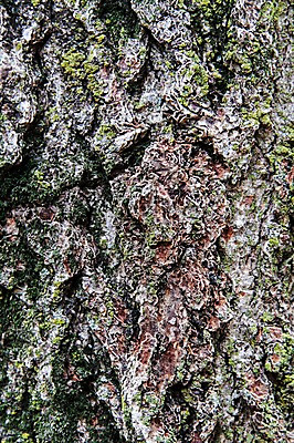 포토 JPG 나무 백그라운드 표면 근접촬영 사람없음 목재 나뭇결 거친 질감 나무껍질 국내포토 식물 뷰포인트 재료 껍질 파일형식