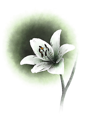 PSD 한송이 일러스트 캘리그라피 자연 사람없음 흰색 꽃술_꽃 백합 국내일러스트 1 꽃 컬러 생태계 송이 파일형식