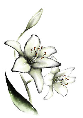 PSD 일러스트 캘리그라피 자연 사람없음 흰색 꽃술_꽃 백합 국내일러스트 꽃 컬러 생태계 파일형식