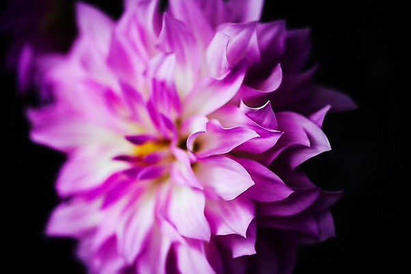 포토 JPG 주간 꽃 꽃밭 꽃백그라운드 봄꽃 자연 국화 근접촬영 사람없음 야외 꽃박람회 호수공원 일산호수공원 국내포토 자연요소 식물 공원 뷰포인트 백그라운드 봄 생태계 박람회 파일형식 일산