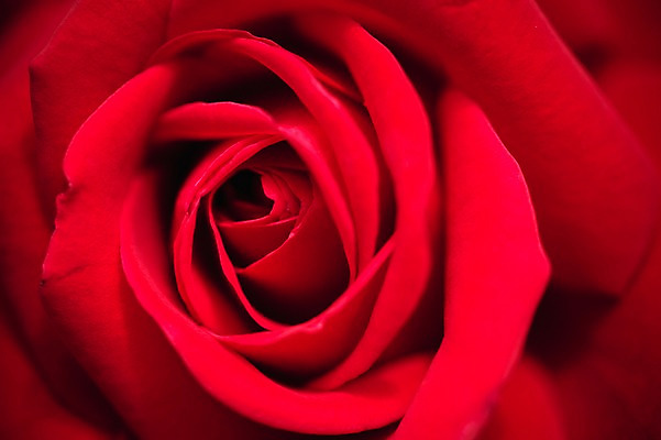 포토 JPG 주간 꽃 꽃밭 꽃백그라운드 봄꽃 자연 근접촬영 사람없음 야외 장미 꽃박람회 호수공원 일산호수공원 국내포토 자연요소 식물 공원 뷰포인트 백그라운드 봄 생태계 박람회 파일형식 일산