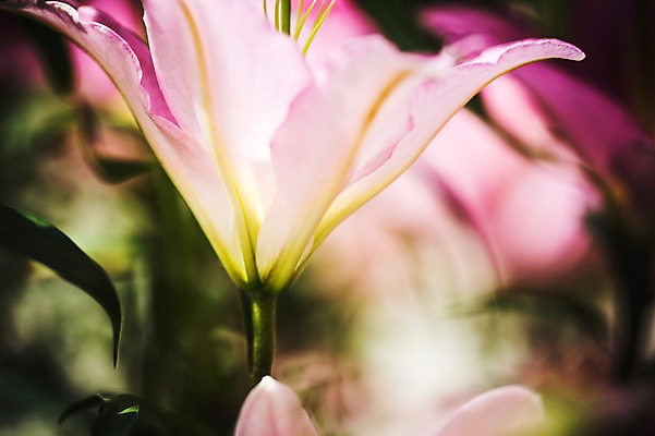 포토 JPG 주간 꽃 꽃밭 꽃백그라운드 봄꽃 자연 사람없음 야외 백합 꽃박람회 호수공원 일산호수공원 국내포토 자연요소 식물 공원 백그라운드 봄 생태계 박람회 파일형식 일산