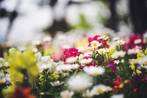포토 JPG 주간 꽃 꽃밭 꽃백그라운드 봄꽃 자연 사람없음 야외 데이지 꽃박람회 호수공원 일산호수공원 국내포토 자연요소 식물 공원 백그라운드 봄 생태계 박람회 파일형식 일산