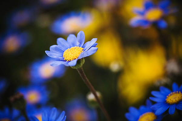 포토 JPG 주간 꽃 꽃밭 꽃백그라운드 봄꽃 자연 사람없음 야외 데이지 꽃박람회 호수공원 일산호수공원 국내포토 자연요소 식물 공원 백그라운드 봄 생태계 박람회 파일형식 일산