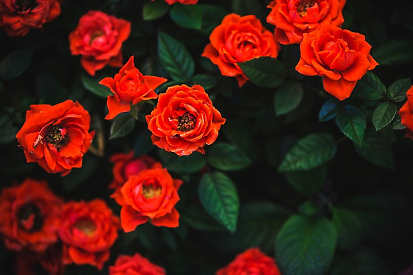 포토 JPG 주간 꽃 꽃밭 꽃백그라운드 봄꽃 자연 사람없음 야외 장미 꽃박람회 호수공원 일산호수공원 국내포토 자연요소 식물 공원 백그라운드 봄 생태계 박람회 파일형식 일산