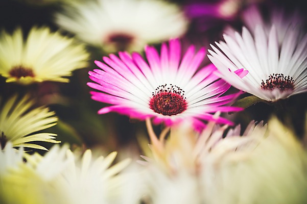 포토 JPG 주간 꽃 꽃밭 꽃백그라운드 봄꽃 자연 사람없음 야외 데이지 꽃박람회 호수공원 일산호수공원 국내포토 자연요소 식물 공원 백그라운드 봄 생태계 박람회 파일형식 일산