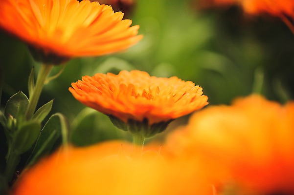 포토 JPG 주간 꽃 꽃밭 꽃백그라운드 봄꽃 자연 국화 사람없음 야외 꽃박람회 호수공원 일산호수공원 국내포토 자연요소 식물 공원 백그라운드 봄 생태계 박람회 파일형식 일산