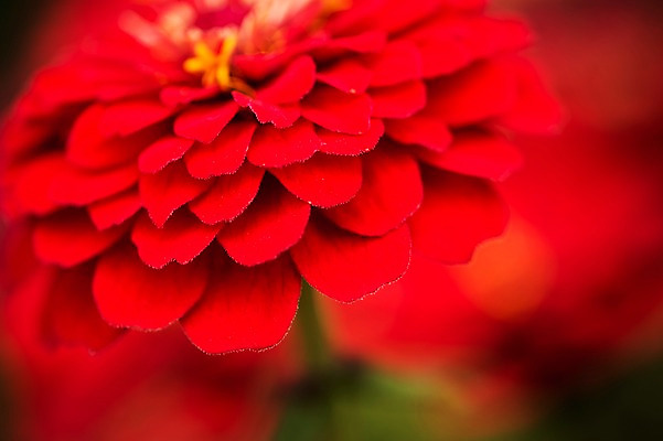 포토 JPG 주간 꽃 꽃밭 꽃백그라운드 봄꽃 자연 국화 근접촬영 사람없음 야외 꽃박람회 호수공원 일산호수공원 국내포토 자연요소 식물 공원 뷰포인트 백그라운드 봄 생태계 박람회 파일형식 일산