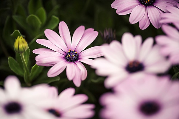 포토 JPG 주간 꽃 꽃밭 꽃백그라운드 봄꽃 자연 사람없음 야외 데이지 꽃박람회 호수공원 일산호수공원 국내포토 자연요소 식물 공원 백그라운드 봄 생태계 박람회 파일형식 일산