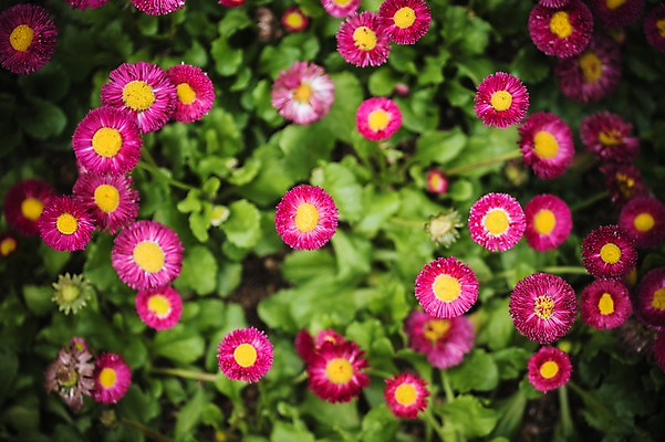 포토 JPG 주간 꽃 꽃밭 꽃백그라운드 봄꽃 자연 사람없음 야외 데이지 꽃박람회 호수공원 일산호수공원 국내포토 자연요소 식물 공원 백그라운드 봄 생태계 박람회 파일형식 일산