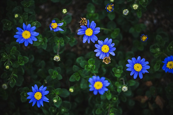 포토 JPG 주간 꽃 꽃밭 꽃백그라운드 봄꽃 자연 사람없음 야외 데이지 꽃박람회 호수공원 일산호수공원 국내포토 자연요소 식물 공원 백그라운드 봄 생태계 박람회 파일형식 일산